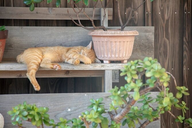 Downtown Walking Tour in Ojika Island Nagasaki - Booking and Payment