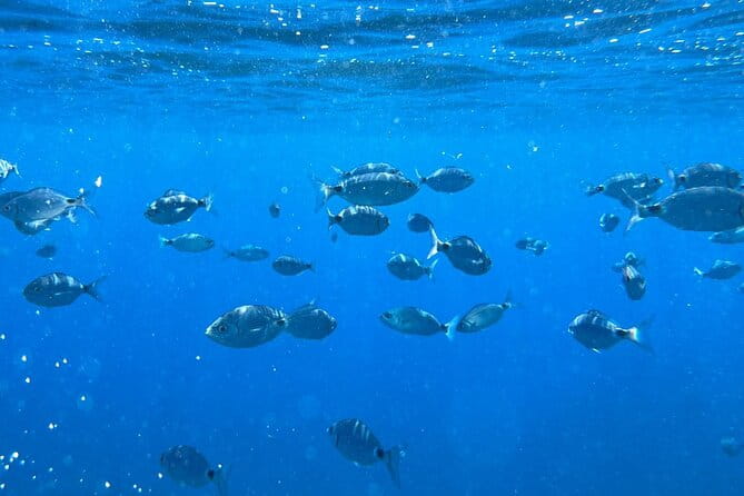 Dream tour by boat in La Spezia - Portovenere - Lerici - Islands - Final Thoughts