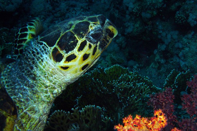 DSD Discover Scuba Diving (Min Age 10 Years) - Meeting and Pickup