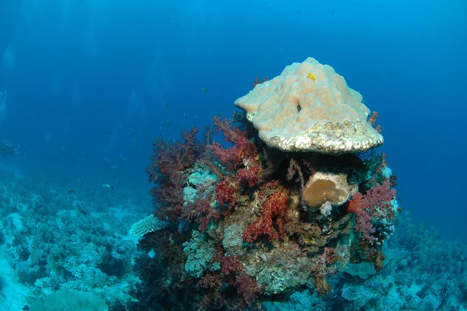 DSD Discover Scuba Diving (Min Age 10 Years) - Experience Details