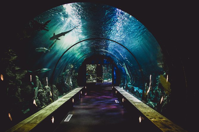 Dubai Aquarium and Underwater Zoo Admission Ticket With Options - Pricing and Lowest Price Guarantee