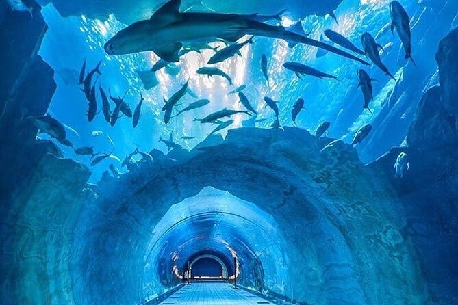 Dubai Aquarium & Under Water Zoo With Penguin Cove Option - Operational Information and Booking