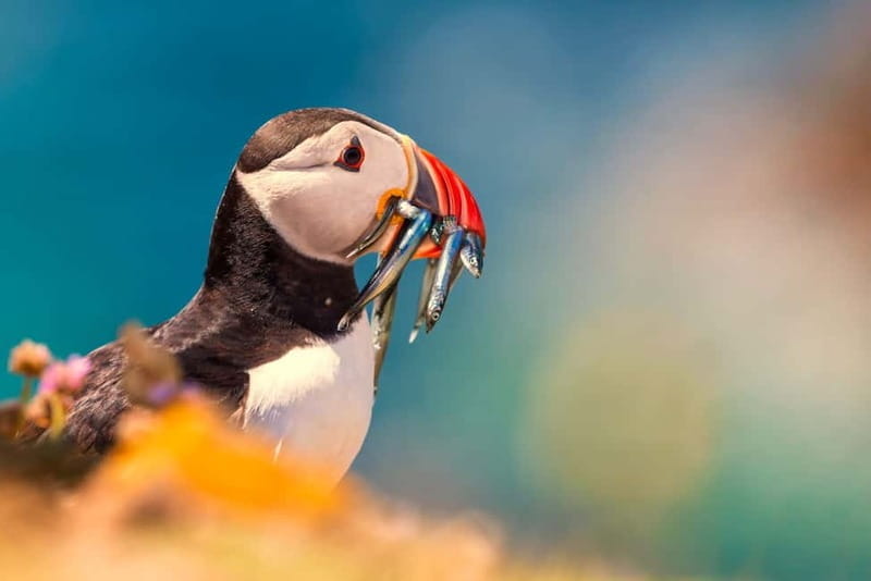 Dublin: Dublin Bay, Howth Coast and Ireland's Eye Boat Tour - Wildlife and Bird Sightings