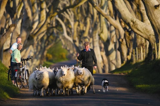 Dublin: Giants Causeway, Dark Hedges, Dunluce and Belfast Titanic Entrance Fee - Dark Hedges