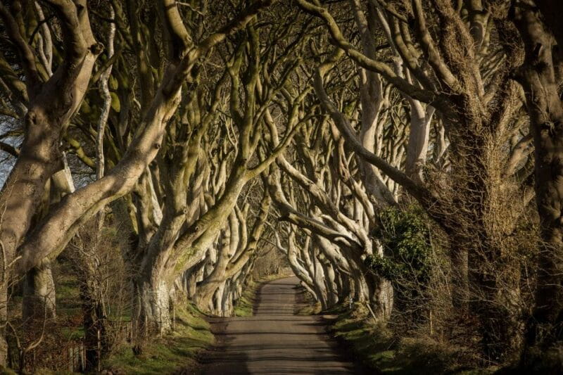 Dublin: Giant's Causeway, Dark Hedges & Titanic Guided Tour - Discovering the Giants Causeway, Dark Hedges & Titanic in One Day
