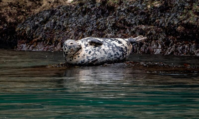 Dublin: History and Wildlife Boat Tour with Live Commentary - Key Points / Takeaways