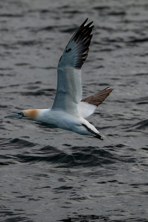 Dublin: History and Wildlife Boat Tour with Live Commentary - Final Thoughts