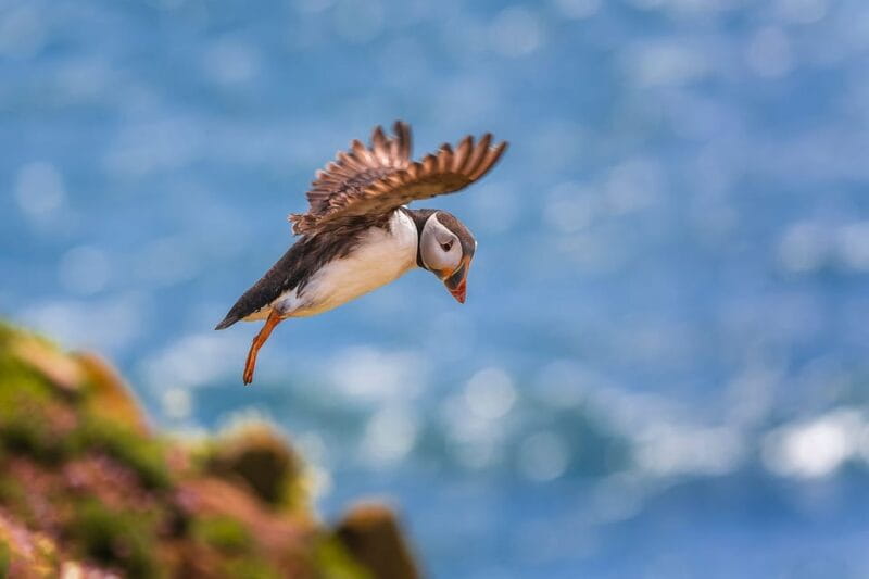 Dublin: Howth Coast and Ireland's Eye Boat Tour - Who Will Love This Tour?