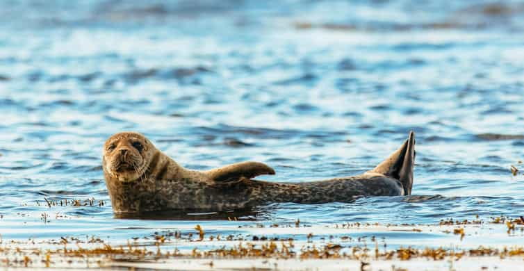 Dublin: Howth Coastal Boat Tour - Who This Tour is Perfect For