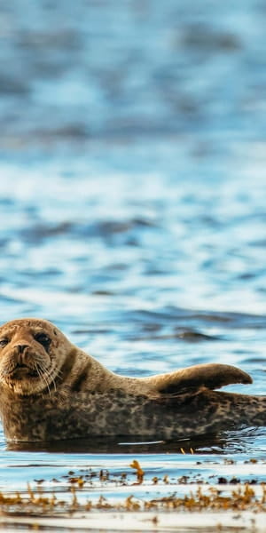 Dublin: Howth Coastal Boat Tour - Price and Practicalities: Good Value for a Unique Experience