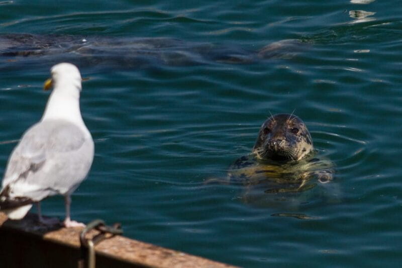 DUBLIN: Malahide castle and Howth MULTILINGUAL full day tour - Final Thoughts