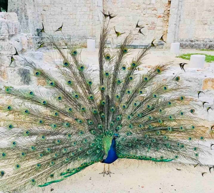 Dubrovnik or Cavtat: Lokrum Island and Betina Cave Boat Tour - Exploring Lokrum Island