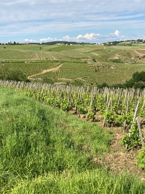 DUO PARENTS CHILDREN WINE CÔTE-RÔTIE TOUR VISIT - Key Points / Takeaways