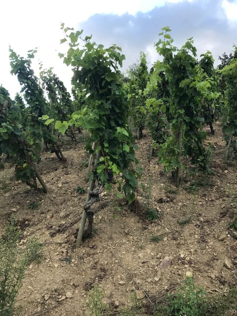 DUO PARENTS CHILDREN WINE CÔTE-RÔTIE TOUR VISIT - Engaging Vineyard Stories and Educational Content