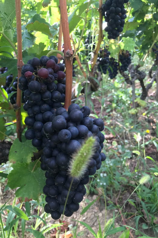 DUO PARENTS CHILDREN WINE CÔTE-RÔTIE TOUR VISIT - Who Should Consider This Tour?