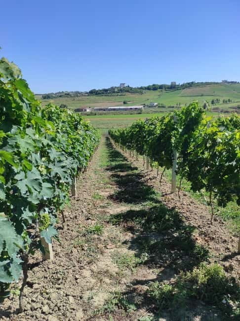 Durres: Where History Meets Wine - Free Time and Optional Lunch