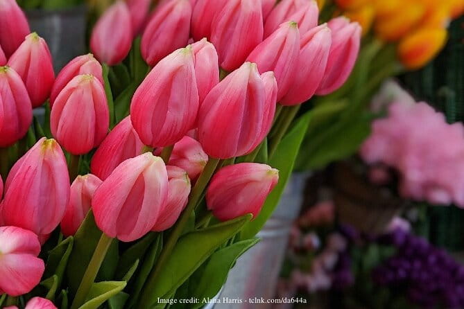 Dutch Golden Age: Private Tour of Amsterdam & Rembrandt's House - Exploring Amsterdam’s Golden Age