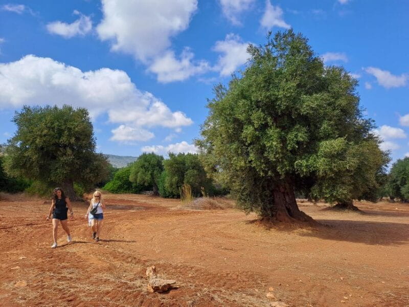 E-Bike Tour in Ostuni. Huge olive trees and a rock village - Key Points / Takeaways