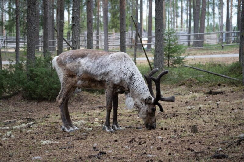E-FATBIKE TRIP TO THE REINDEER FARM - Visiting the Reindeer Farm: An Authentic Lapland Encounter
