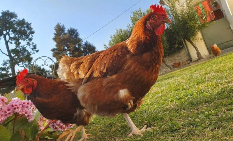 E.V.O. oil of lake Como + food pairings - Pricing and Value