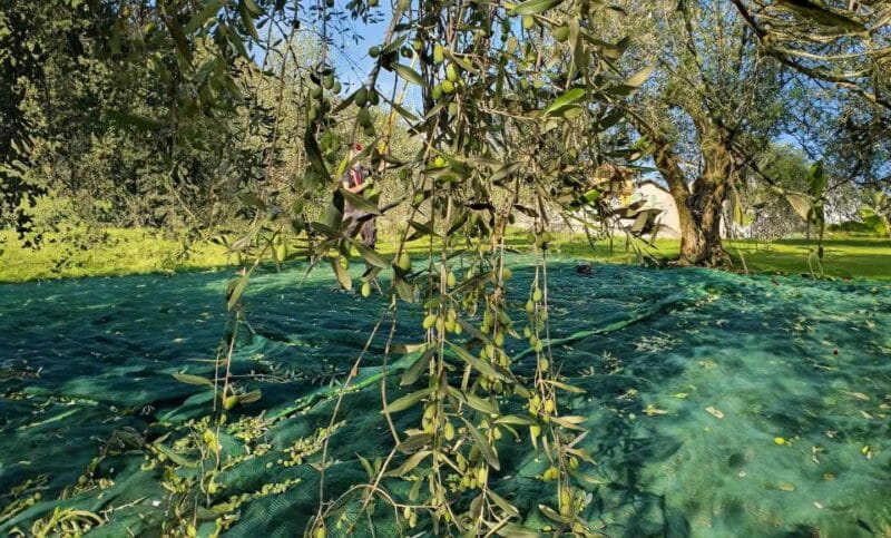 E.V.O. oil of lake Como + food pairings - Who Should Consider This Tour