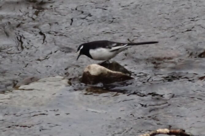 Easygoing Nature Walk in Hakone Tour - Guided Nature Walk Experience