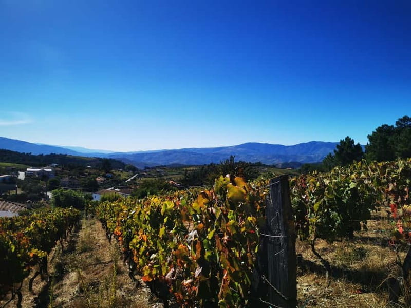 Eat in the vineyards like a Duriense - Final Thoughts