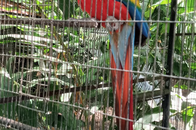 Eco-Tour (Konoko Falls & Fern Gully- From Ocho Rios - Health and Accessibility