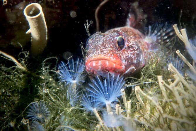 Eco - Try Dive - A Practical Review of Eco - Try Dive in Sesimbra