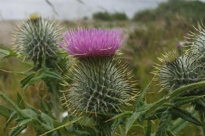 Edinburgh City Centre and St Andrews Private Driving Day Tour - Key points / Takeaways