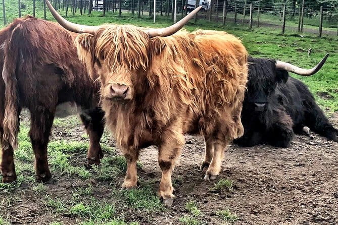 Edinburgh City Centre Private and Personal Full Day Driving Tour - Who is this tour best for?