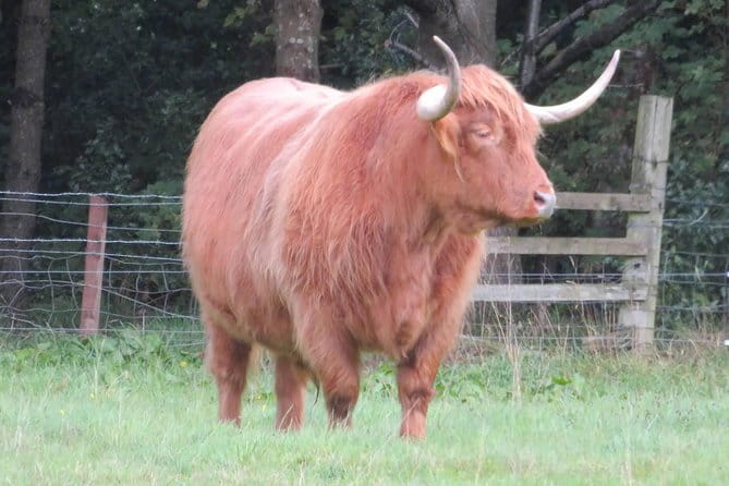 Edinburgh City private driving tour Castle Rosslyn Chapel - FAQ