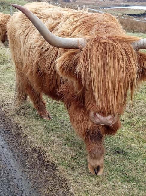 Edinburgh: Stirling, Highlands, Loch Ness, Mull 5-Day Tour - Price and Value Analysis