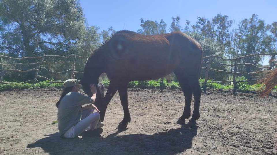 El Palmar: Reconnect Thanks to Coaching With Horses - Inquiries and Further Information
