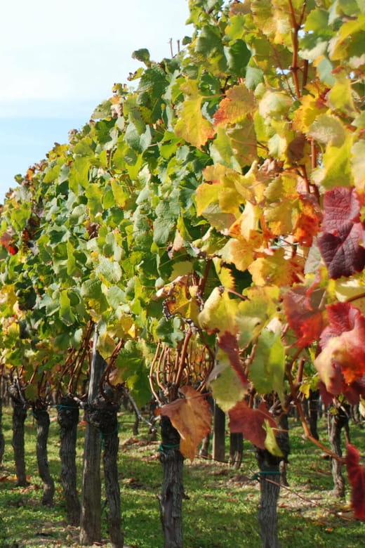 El Penedès: Cava Winery Small Group Tour - The Breathtaking Penedès Landscape