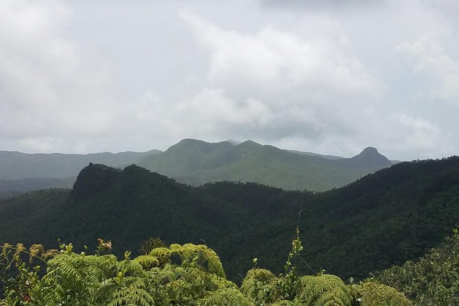 El Yunque Rainforest Full Day Private Tour - Tour Experience