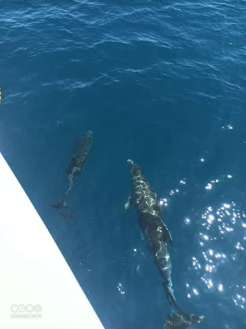 Elba Island boat trip to the Elviscot wreck - Practical Tips for Your Trip