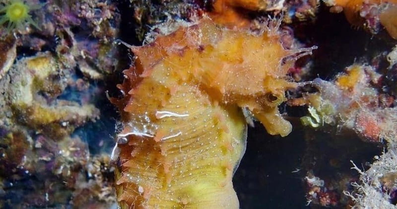 Elba Island: Double Dive with Instructor and Snacks - Key Points / Takeaways