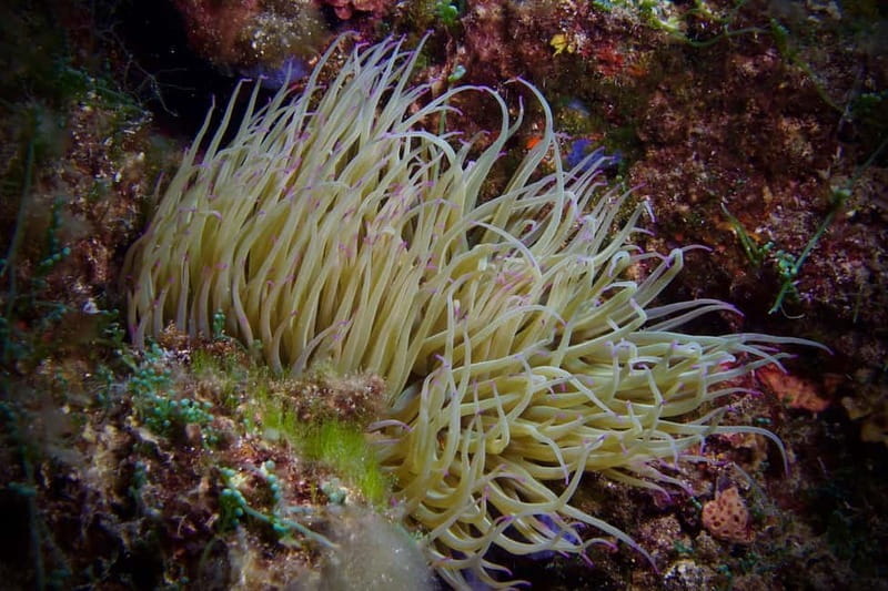 Elba Island: Double Dive with Instructor and Snacks - Discovering Elba’s Underwater Treasures: A Practical Guide