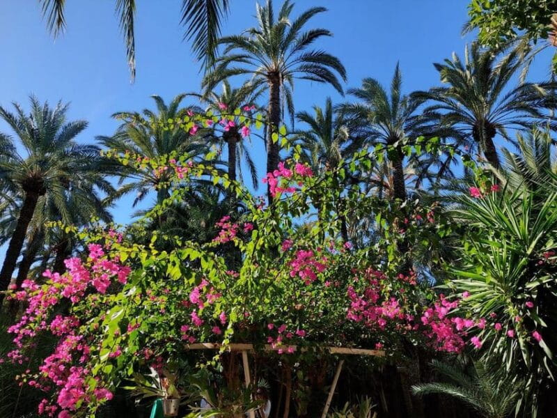 Elche: walking tour through the historic center and botanical garden Huerto de Cura - Exploring Elche’s Natural and Historic Highlights