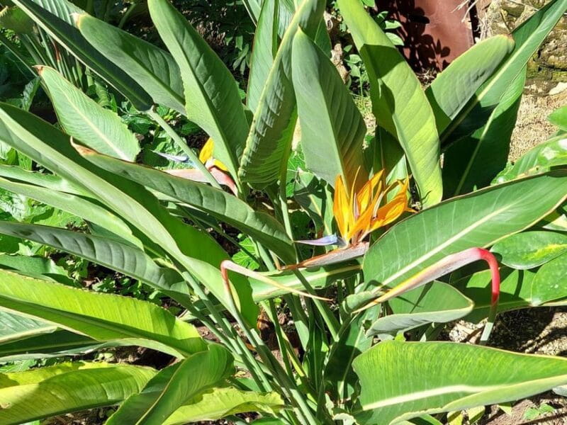 Elche: walking tour through the historic center and botanical garden Huerto de Cura - Optional Visits and Extra Costs