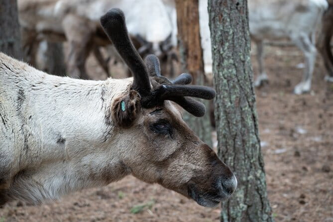 Electric Fatbike Trip to the Reindeer Farm - Price & Value Analysis