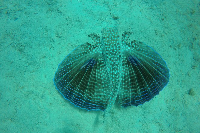 Elegance Catamaran Cruises Sailing Lunch Snorkel and Swim Excursion - Catamaran Cruise Details