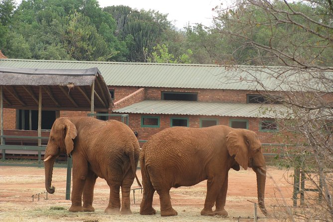 Elephant Sanctuary Tour From Johannesburg or Pretoria - Personalized Attention and Experiences