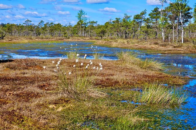 emeri Bogs Adventure: Explore Wetlands In Bog Shoes - Final Thoughts