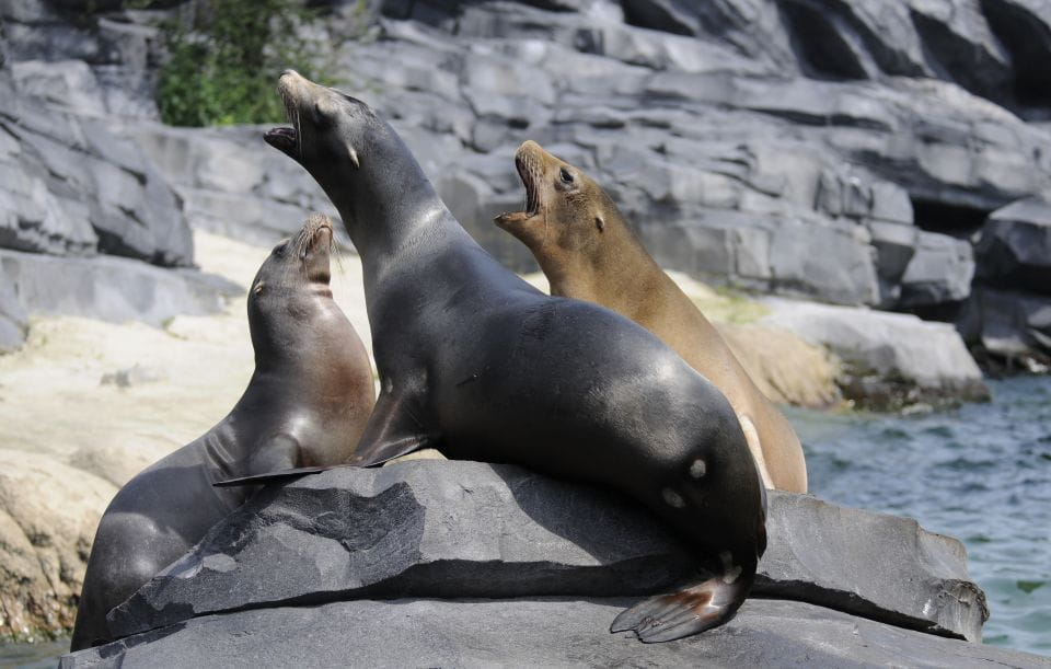 Emmen: Wildlands Adventure Zoo and Rimbula River Cruise - Jungola: The Worlds Largest Indoor Jungle