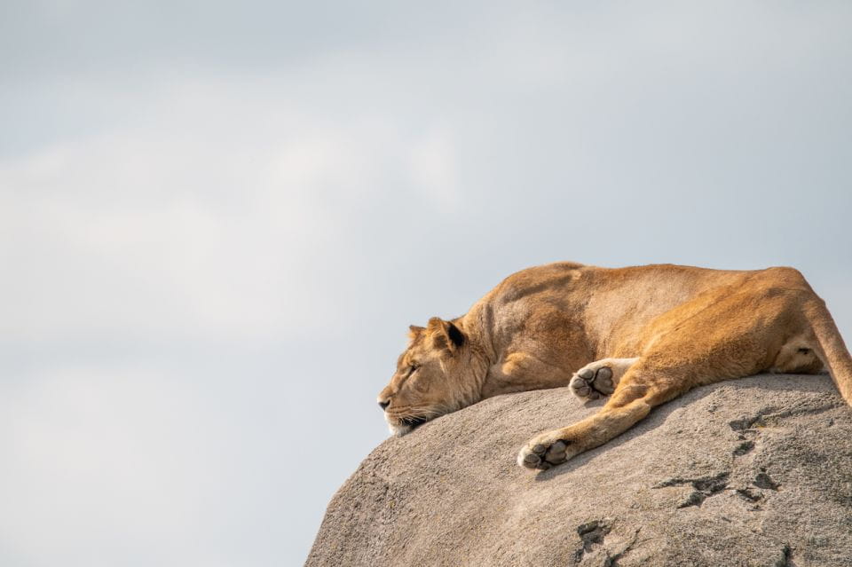 Emmen: Wildlands Adventure Zoo and Rimbula River Cruise - Norticas Polar Animals and Attractions