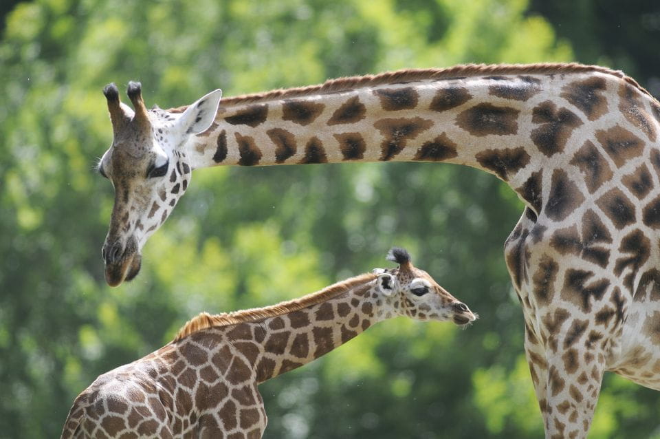 Emmen: Wildlands Adventure Zoo and Rimbula River Cruise - Daily Shows and Presentations