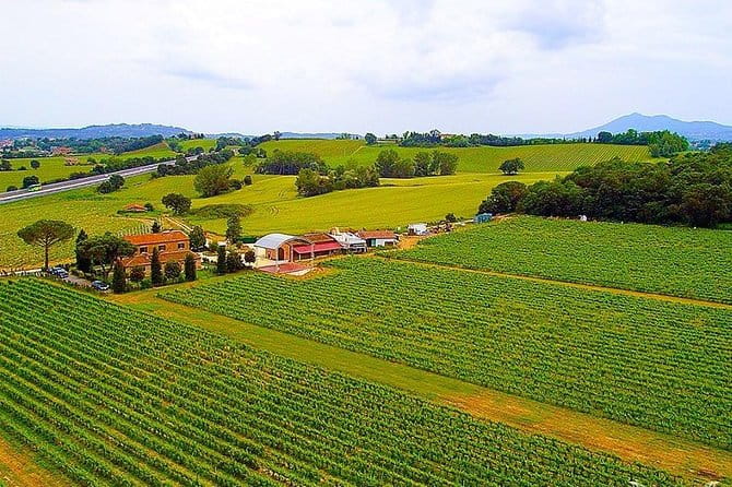 Enjoy a meal with wine tasting in the vineyard of Podere Casanova - Key points / Takeaways