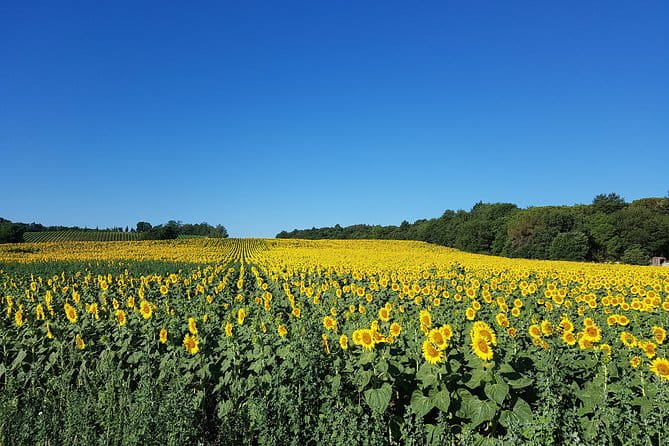 Enjoy a meal with wine tasting in the vineyard of Podere Casanova - The Practicalities: Whats Included and Whats Not